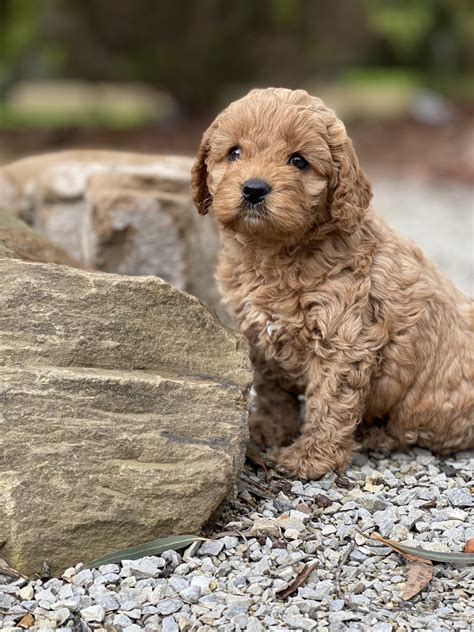 Spoodle Puppies