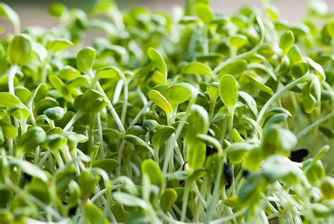 Everything You Need To Know About Alfalfa Cultivation