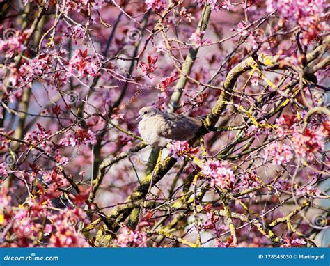 Dove In Pink Flowering Cherry Tree Spring Season Nature Hope Stock