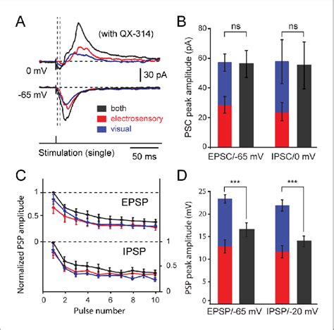 Excitatory And Inhibitory Postsynaptic Currents And Potentials Evoked Download Scientific