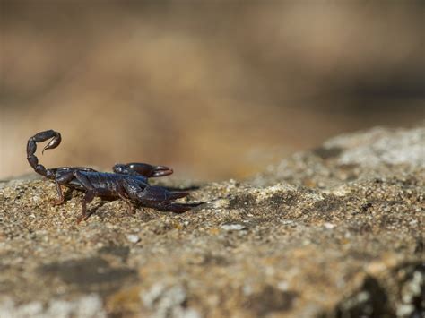 What to know when venturing into scorpion territory | Popular Science