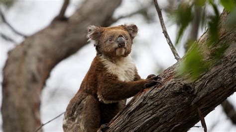 Koalas Have Officially Been Listed As Endangered Down From Vulnerable