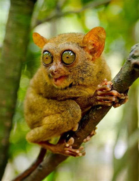 What Are The Different Types Of Tarsier With Pictures