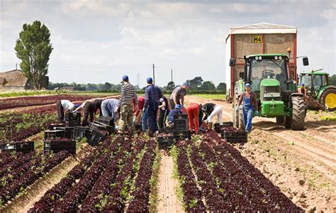 Este Rentabil Sa Incep O Afacere In Agricultura