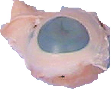 Pig Eye