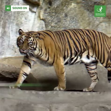 Leher Kena Jerat Pemburu Harimau Sumatera Ditemukan Mati Di Bengkulu