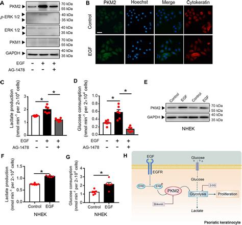 Frontiers Pyruvate Kinase M2 Mediates Glycolysis Contributes To