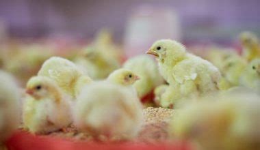 Broiler Day Old Chicks Bounty Harvest Arbor Acres Farmsquare