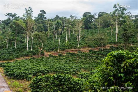 Cultivo De Caf Bocaycito Jinotega Visita Nicaragua