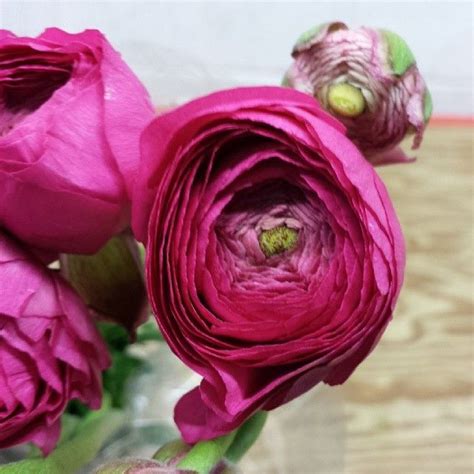 Ranunculus Clooney