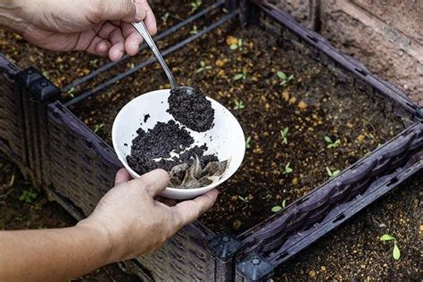 C Mo Usar El Caf Molido Como Repelente Natural Para Ahuyentar A Los