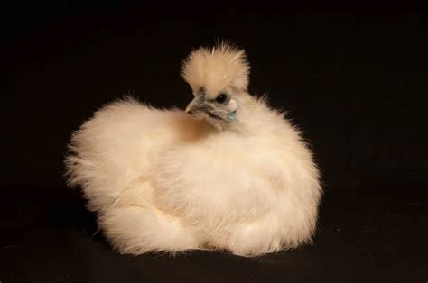 Silkie bantam Stock Photos, Royalty Free Silkie bantam Images ...