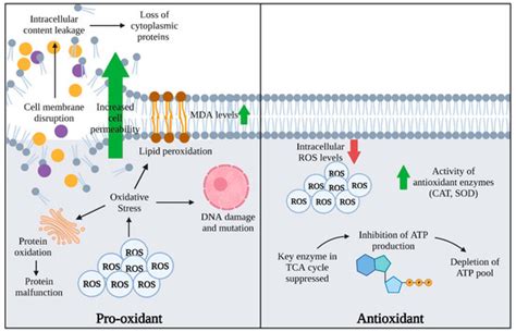 Antioxidants Free Full Text Anti And Pro Oxidant Properties Of
