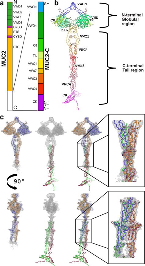 The Intestinal Muc Mucin C Terminus Is Stabilized By An Extra