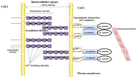 Schematic illustration of E-cadherin in adherens junction formation... | Download Scientific Diagram