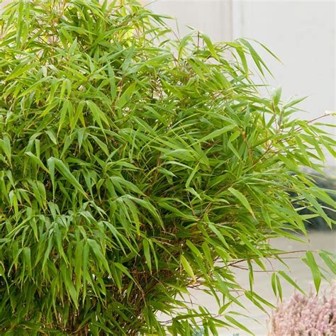 Buy Non Invasive Potted Bamboo Fargesia Rufa Plants Online