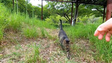 海を見ながらベンチに座っていたら、野良猫が隣に座ってきて癒された！ ニコニコニュース