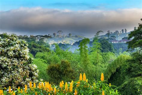 Zona Cafetera De Colombia 6 Días