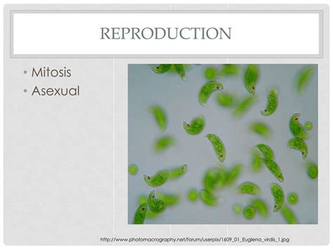 PPT - Euglenophyta PowerPoint Presentation, free download - ID:1938561