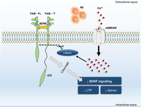 Frontiers Inhibition Of NMDA Receptors Prevents The Loss Of BDNF