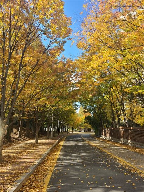 Avenue Trees Autumn - Free photo on Pixabay