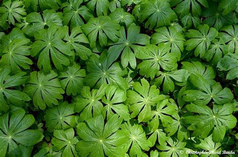 Podophyllum Peltatum Illinois Botanizer