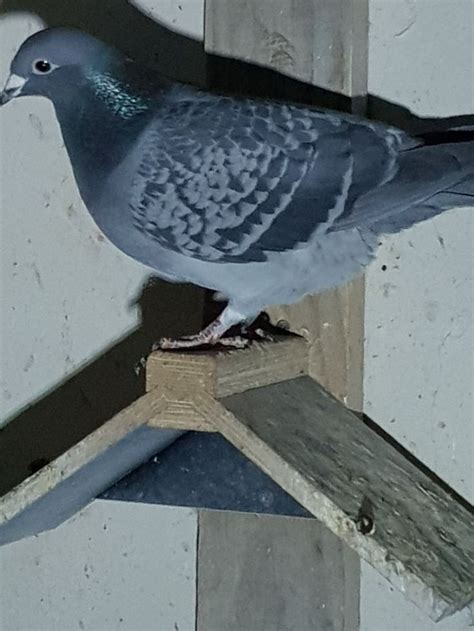 A Pigeon Sitting On Top Of A Wooden Post