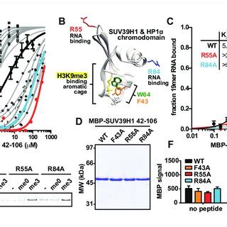 Nucleic Acid Binding And H K Me Binding Both Contribute To