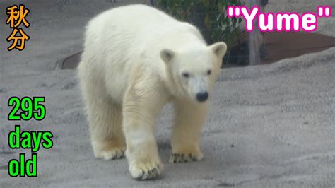 daysoldユメ ホッキョクグマ 295日齢 Yume polar bear 295days old YouTube