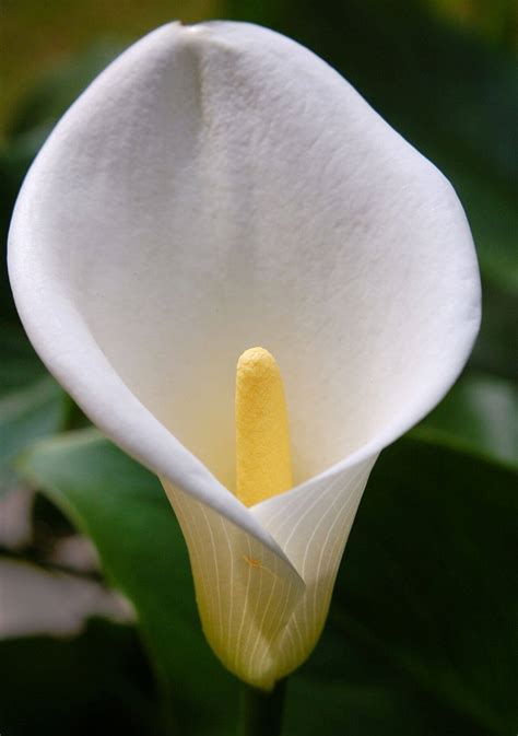 El Top 100 Imagen Tipos De Flores Blancas Y Sus Nombres Abzlocal Mx