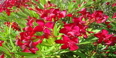 Different Types of Oleander Plant Varieties & Tree Species ...