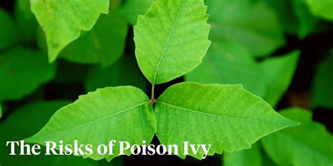 Everything You Need To Know About Poison Ivy