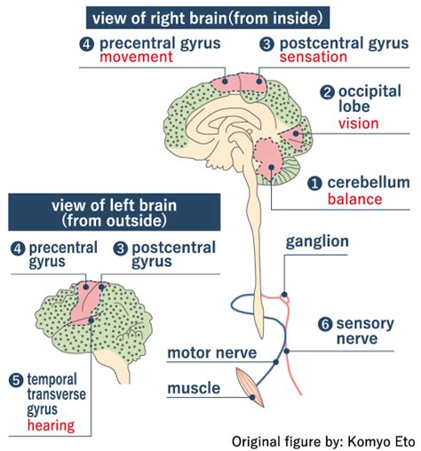 Minamata disease and mercury｜What Minamata disease is about