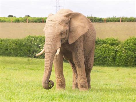 Elephant killed in zoo enclosure by another bull elephant who attacked him while he slept - ABC News