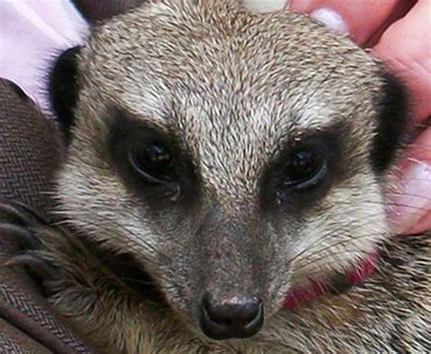 Meet The Meerkats For Two Lincolnshire