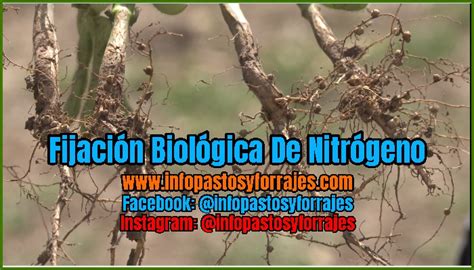 Fijación Biológica De Nitrógeno Pastos y Forrajes