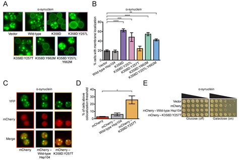 Syn Specific Hsp Variants Differentially Eradicate Syn