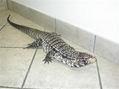 Tegu Argentine Black And White Cute Reptiles Lizard Species Tegu