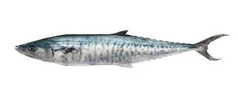 Kingfish Fish