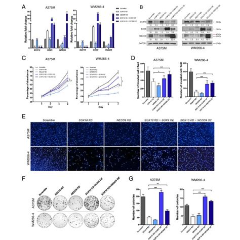 Overexpression Of Sox9 Restores Lung Metastasis In Sox10 Kd Melanoma