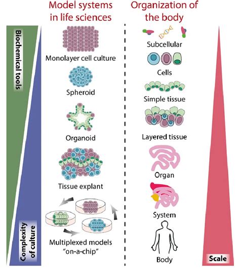 Model systems in life sciences. Organoid models offer a unique system ...