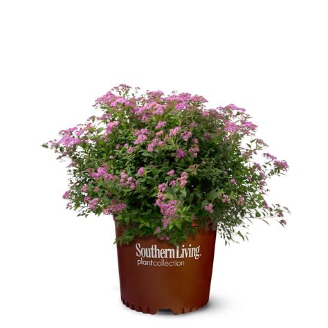 Little Bonnie™ Dwarf Spiraea Plants Bulbs And Seeds At