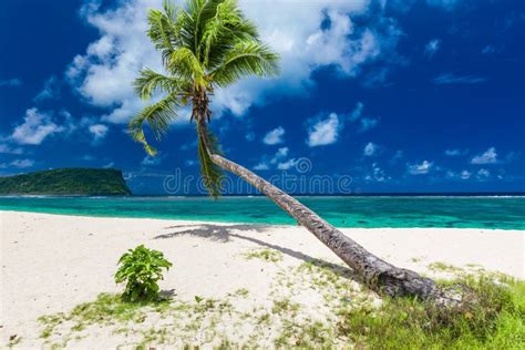 Tropical Beach On South Side Of Samoa Island With Coconut Palm Trees