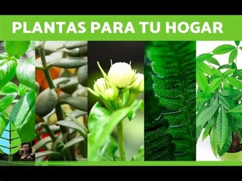 10 plantas que crecen rápido para darle vida a tu hogar Plantasmanía