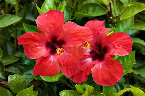 Rote Blume Von Hibiskus Stock Bild Colourbox