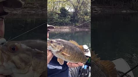 Oregon Smallmouth Bass River Brownies Have Been On The Chew