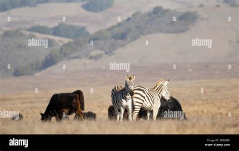 Zebras at Hearst Castle Stock Photo - Alamy