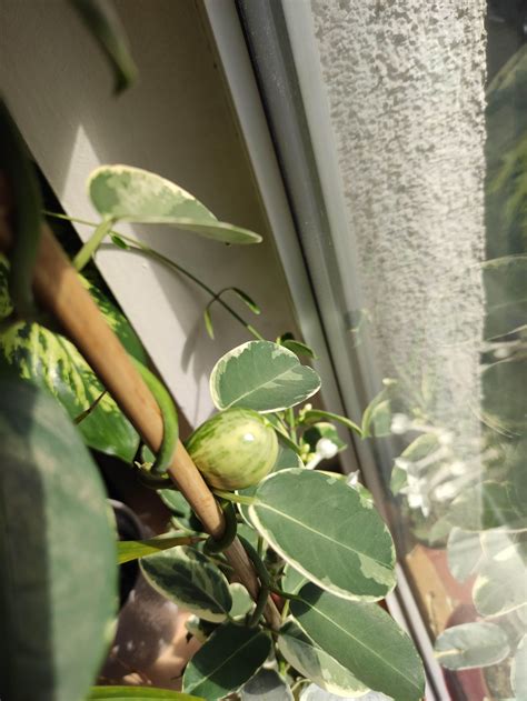 Stephanotis Floribunda Fruit Rhouseplants