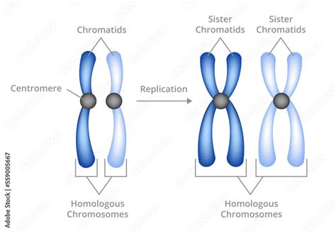 Vector Illustration Of Chromosomal Replication Isolated On White