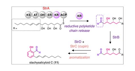 Ketoreductase Domain Catalyzed Polyketide Chain Release In Fungal Alkyl